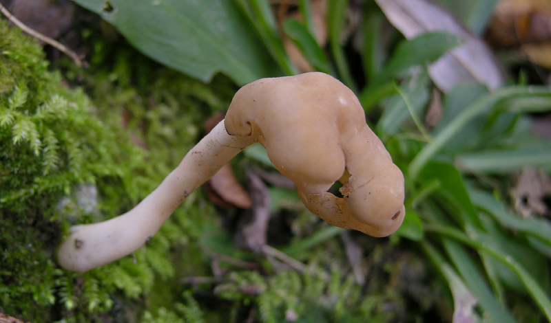 Un fosso......e una marea di funghi.(parte 1)